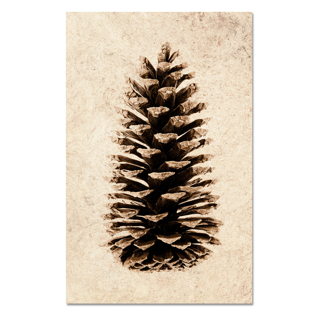 Loblolly Pine