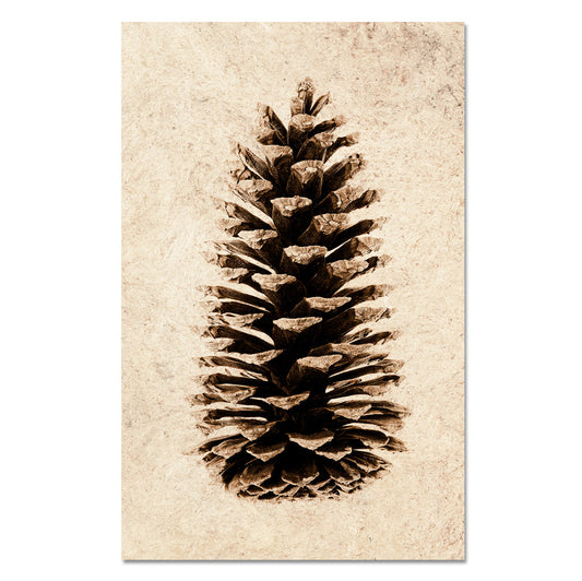 Loblolly Pine