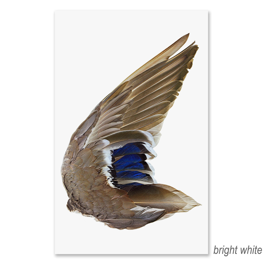 Mallard Duck Wing (right) grand format