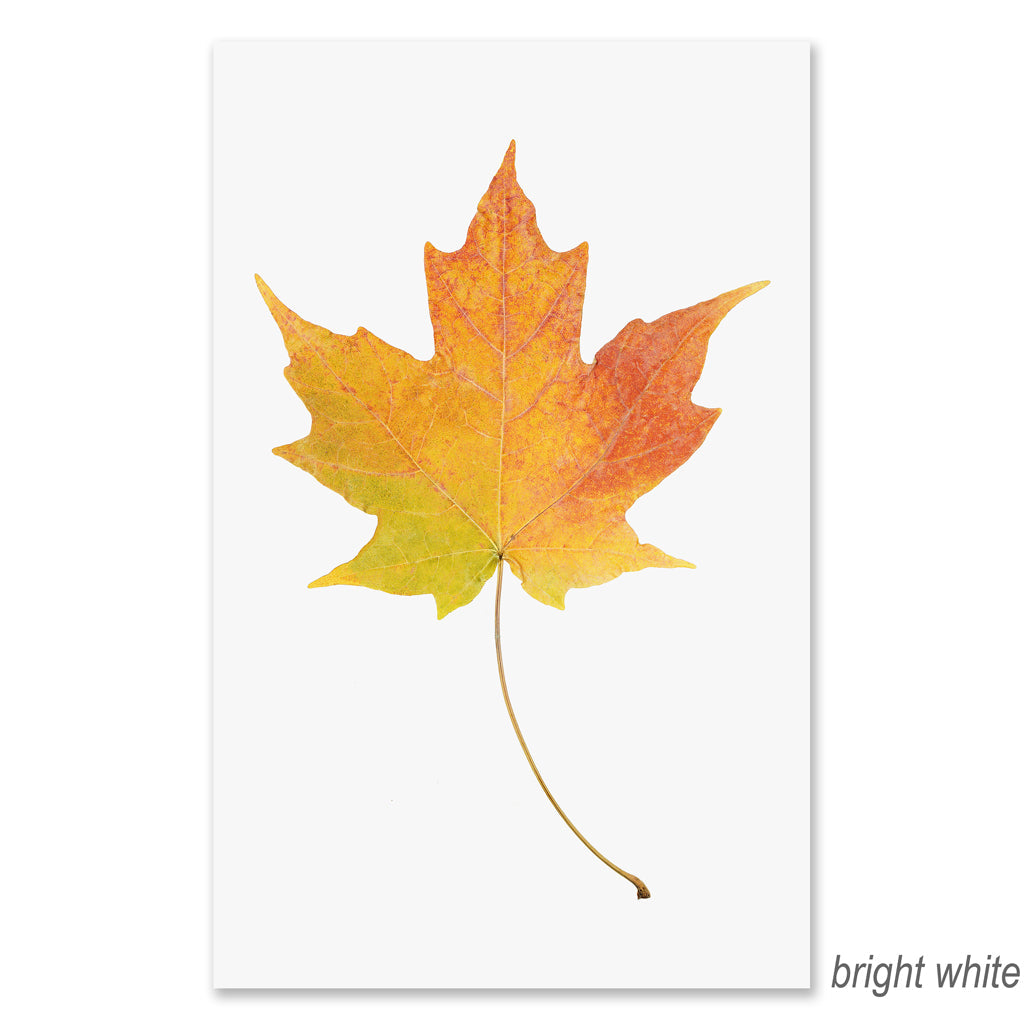Maple grand format