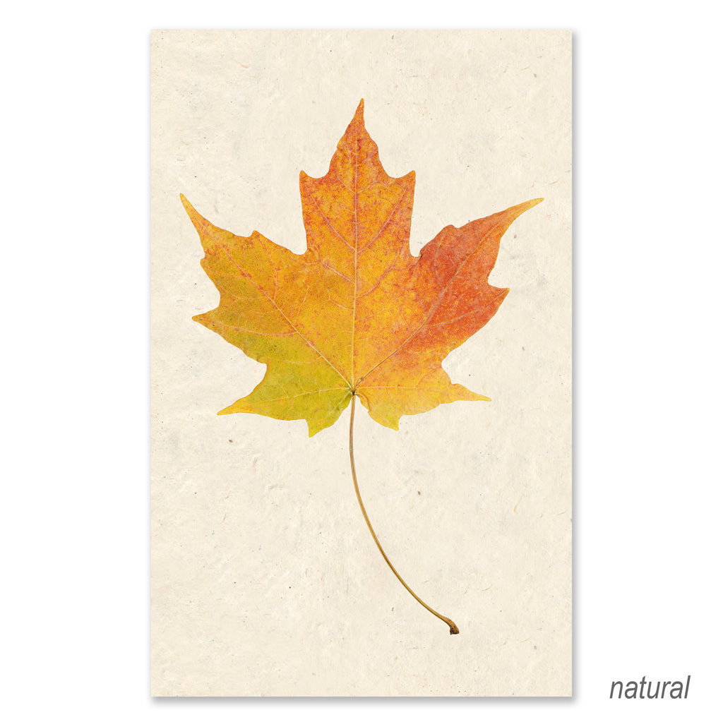 Maple grand format