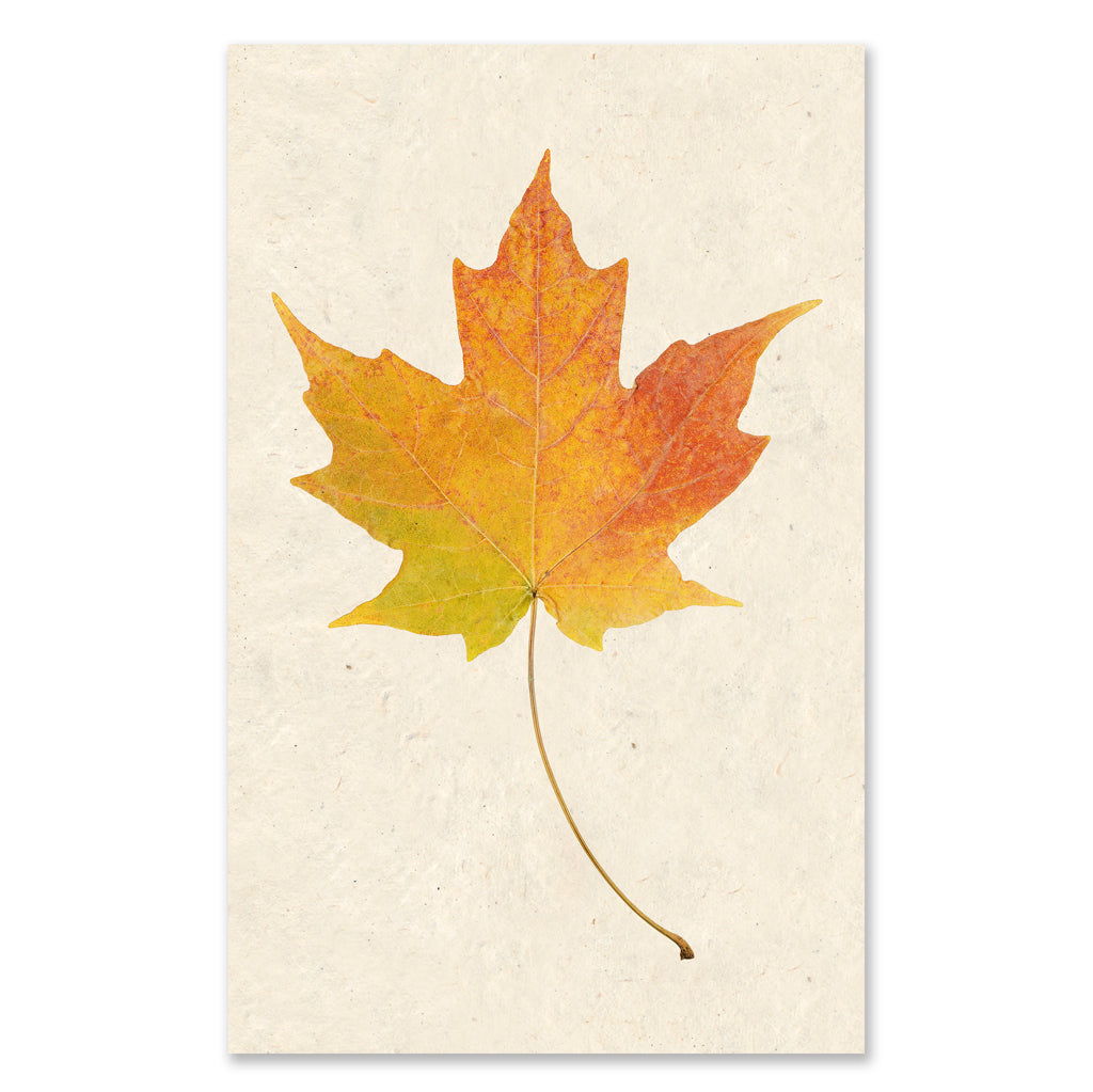 Maple grand format