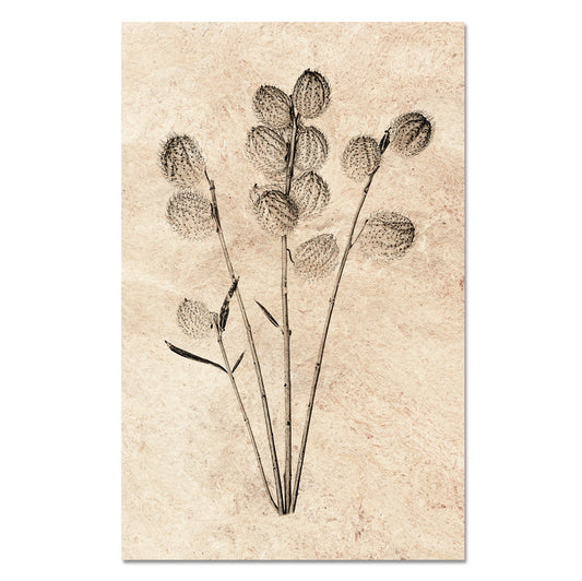 Milkweed