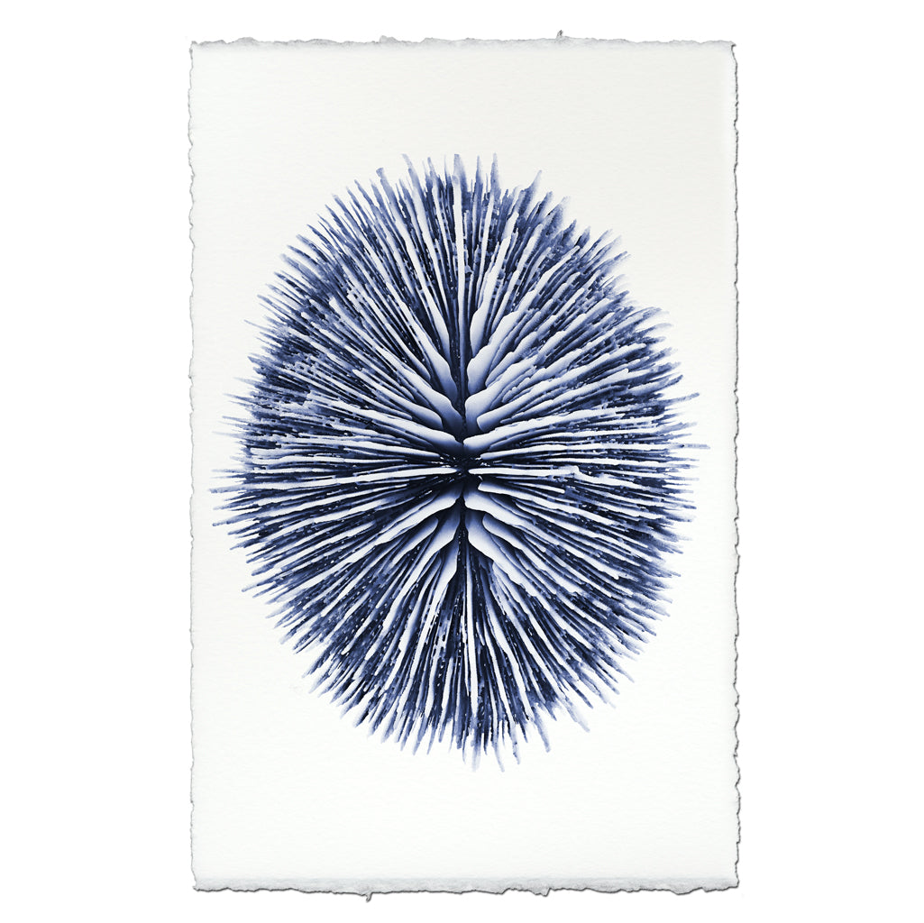 Mushroom Coral