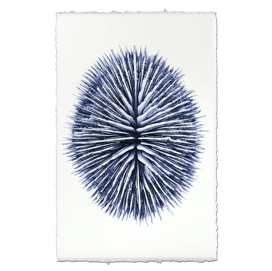 Mushroom Coral