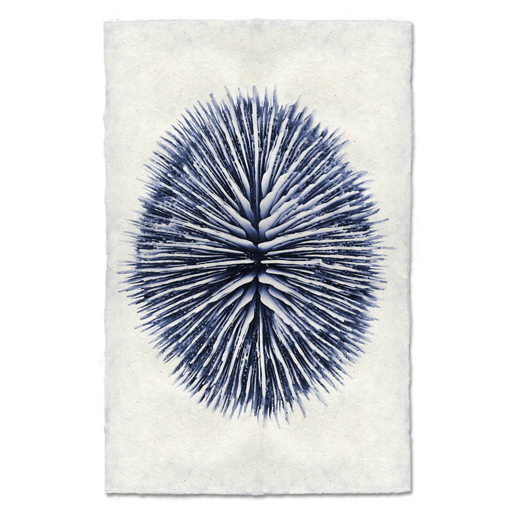 Mushroom Coral