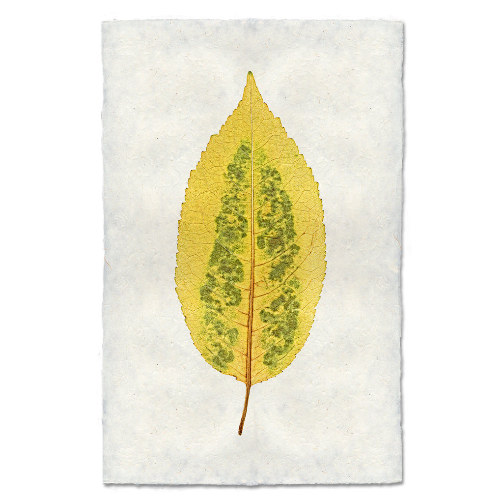 Cherry Leaf