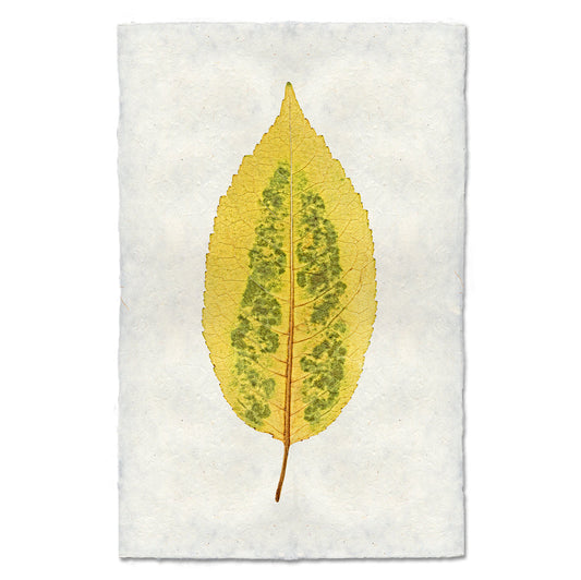 Cherry Leaf