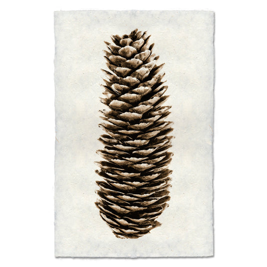 Norway Spruce