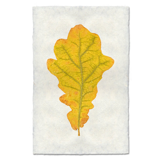 Oak Leaf