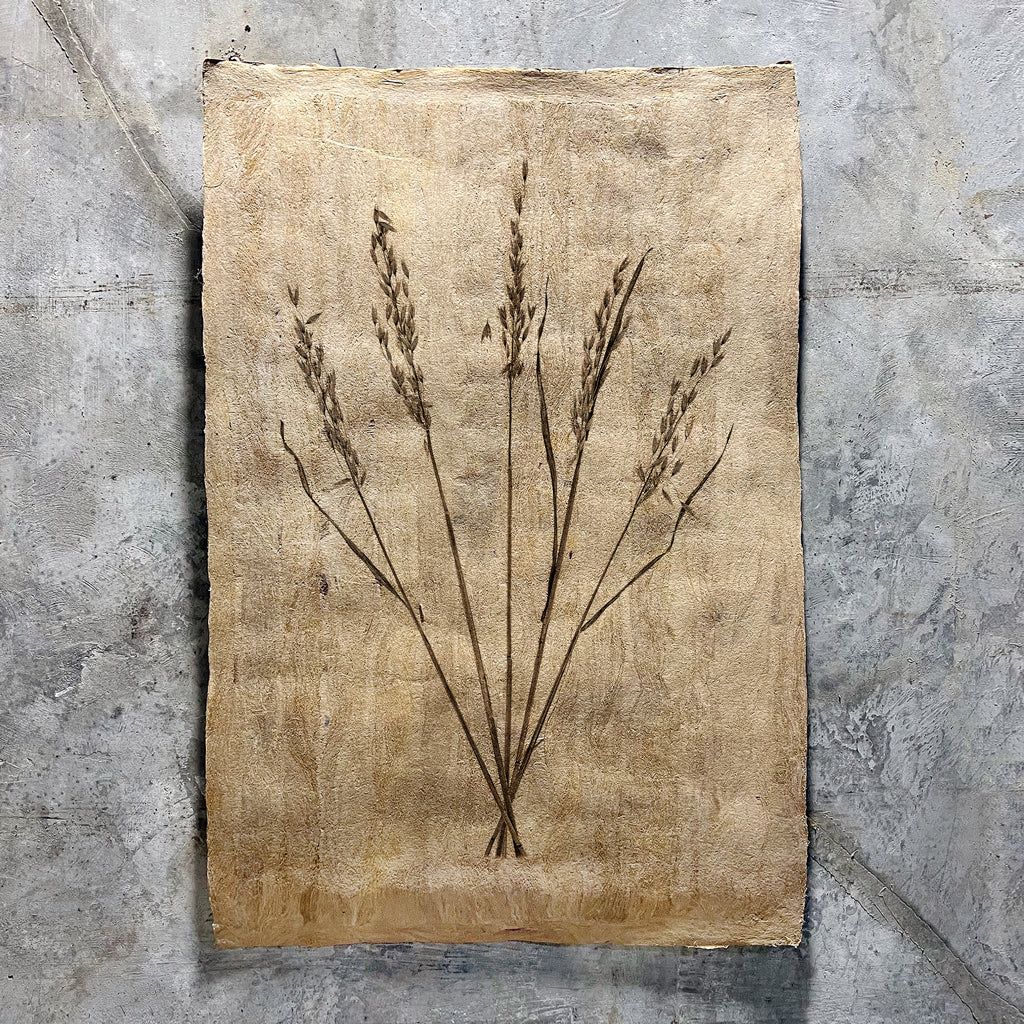 Oat Form (Amate Sierra)