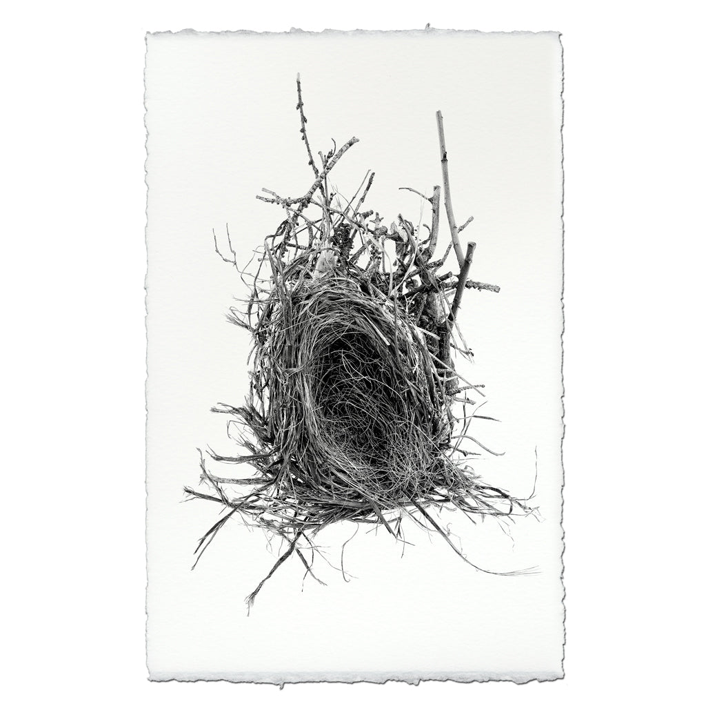 Nest Study #12