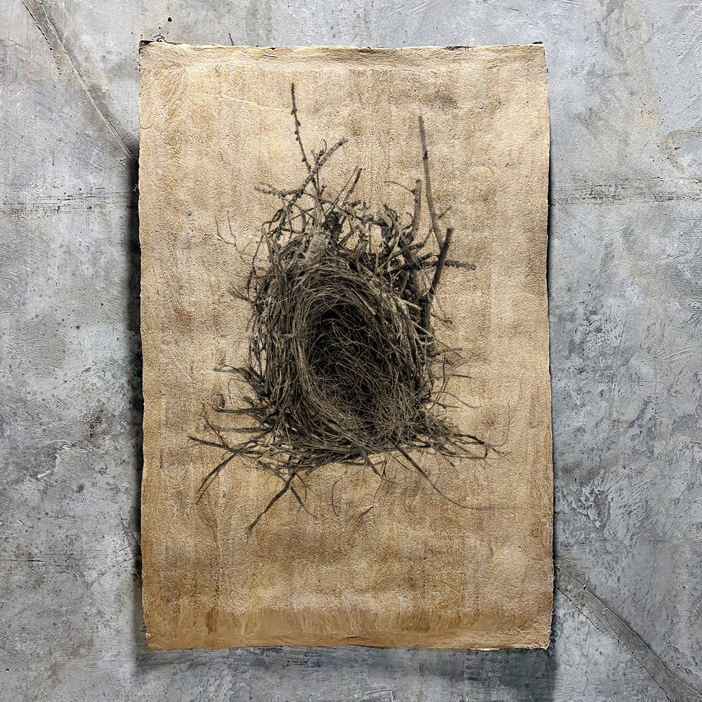 Nest Study #12 (Amate Sierra)