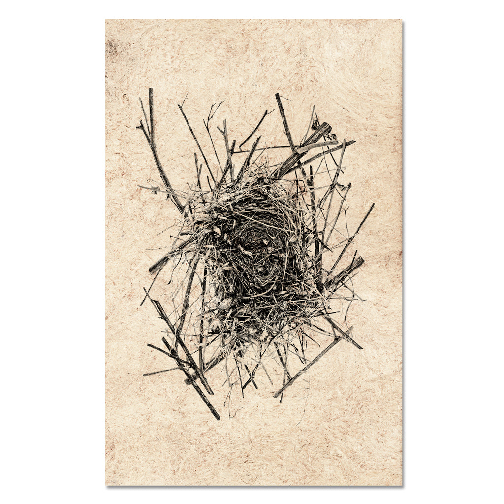 Nest Study #14