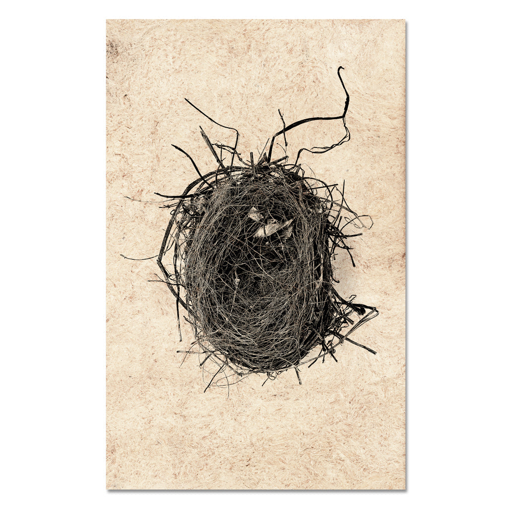 Nest Study #4