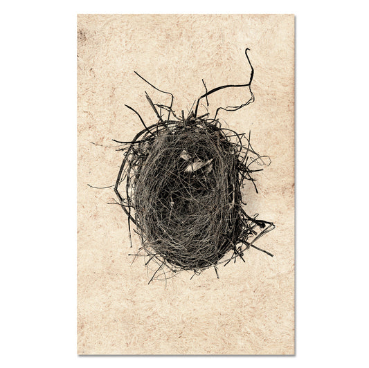 Nest Study #4