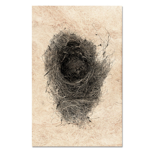 Nest Study #6
