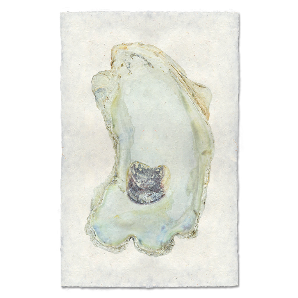 Oyster Study #13