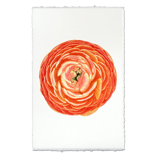 Orange Ranunculus