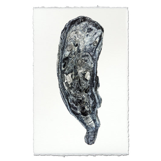 Oyster Study #7