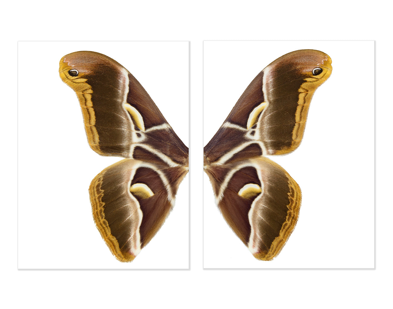 Papilionoidea #4 Diptych