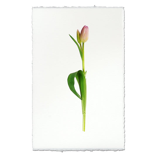 Pastel Tulip