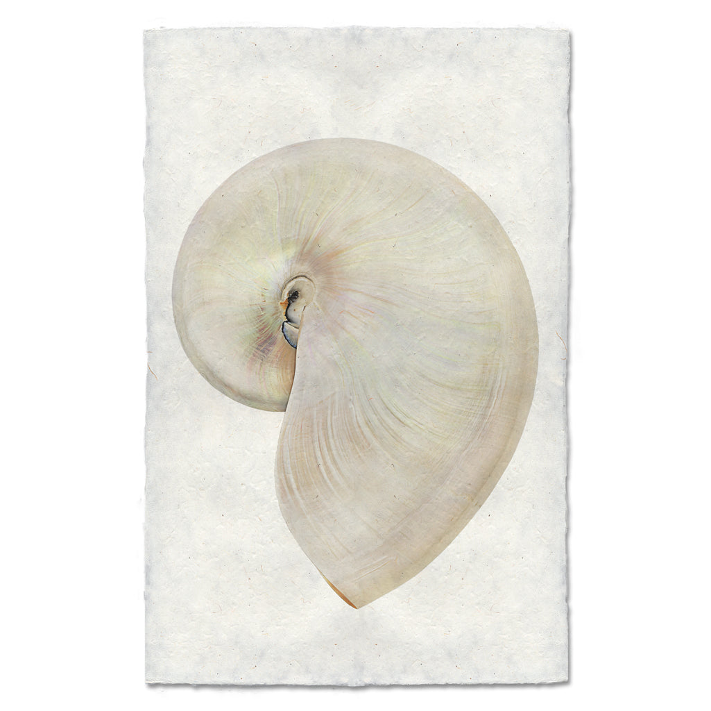 Pearly Nautilus