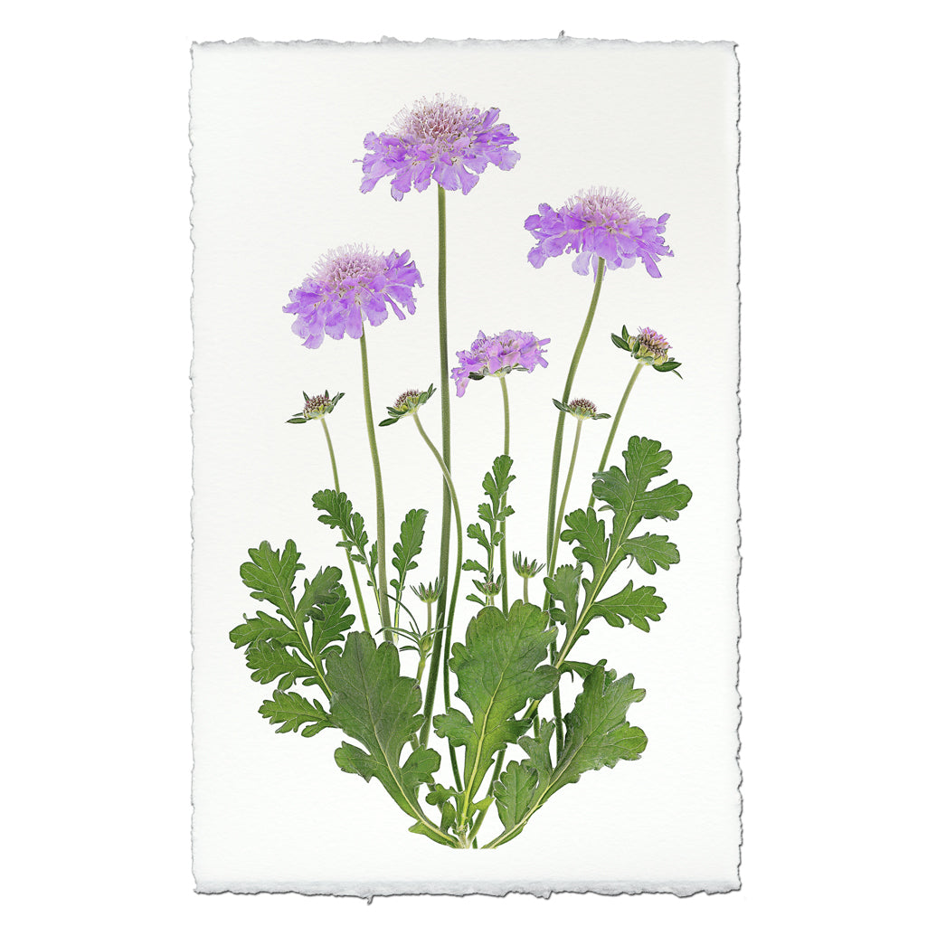 Pincushion