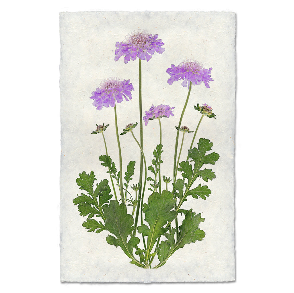 Pincushion