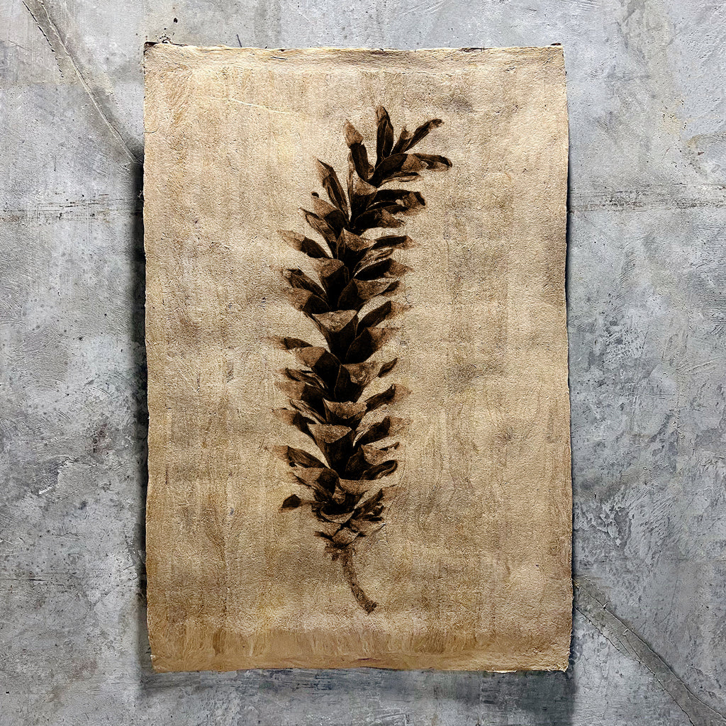 Eastern White Pine (Amate Sierra)