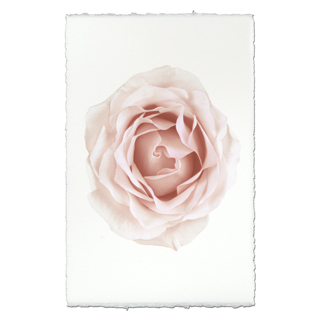 Pink Rose – printstockist.com