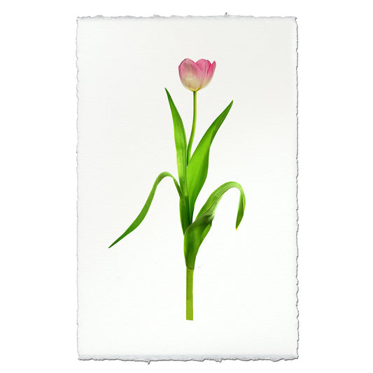 Pink Tulip