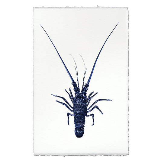 Pinto Spiny Lobster