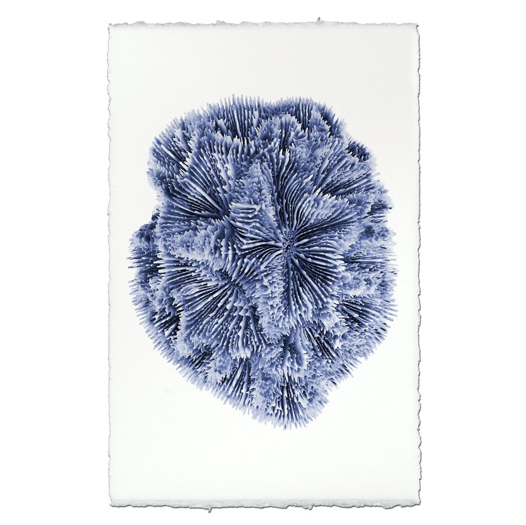 Plate Coral