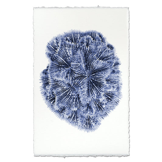 Plate Coral