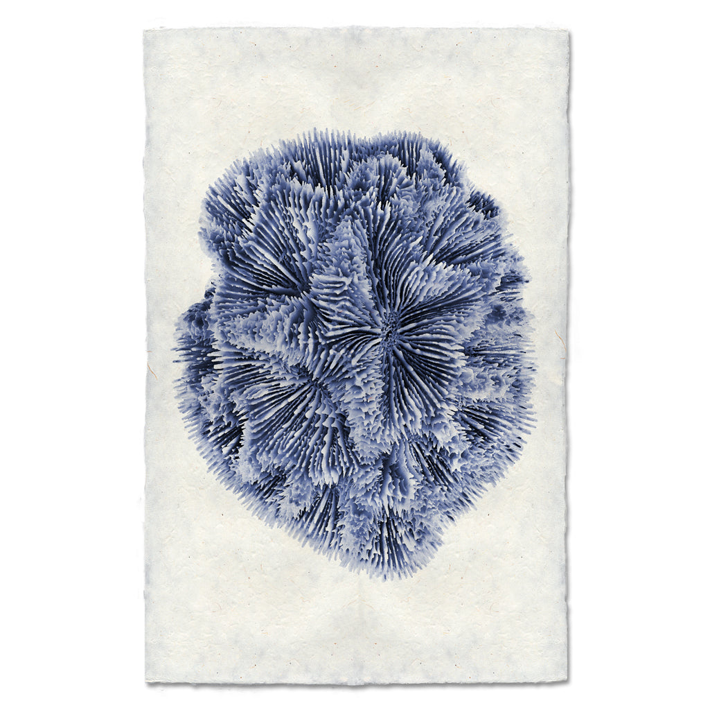 Plate Coral