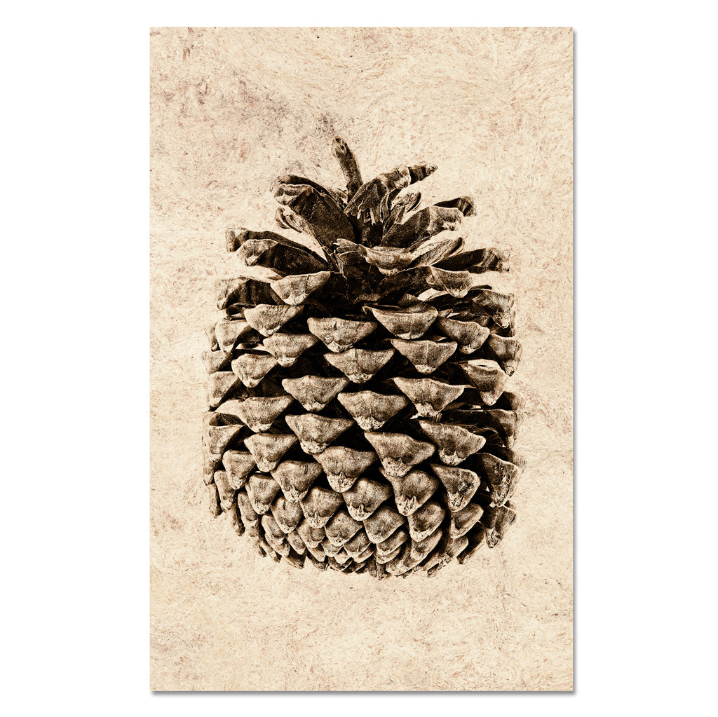Ponderosa Pine