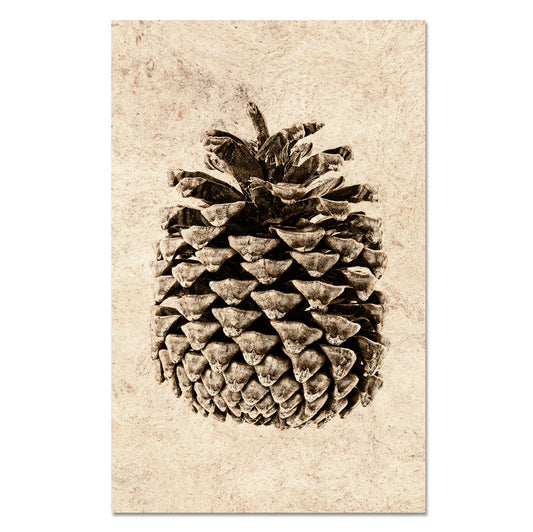 Ponderosa Pine
