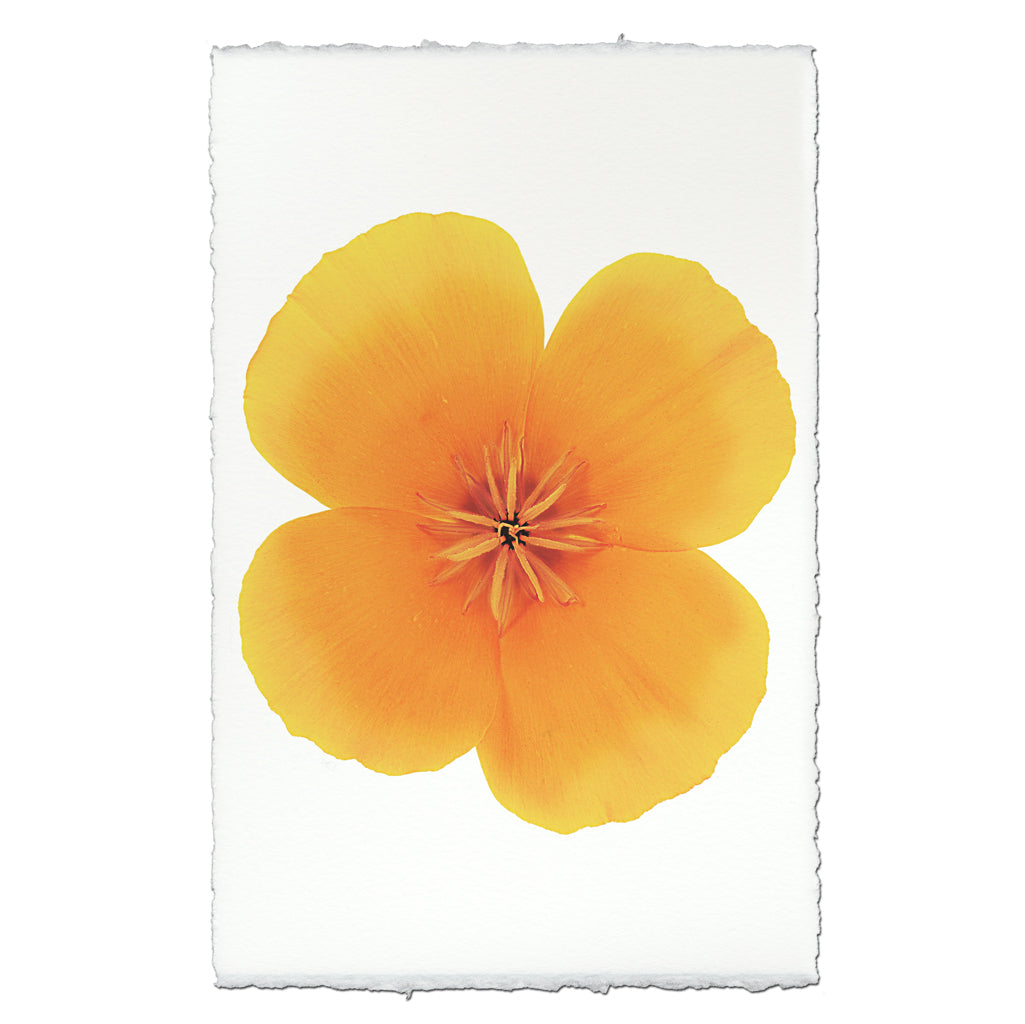California Poppy Flower