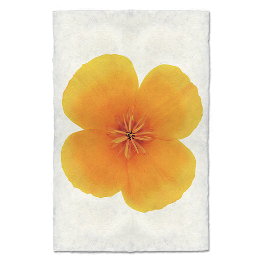 California Poppy Flower