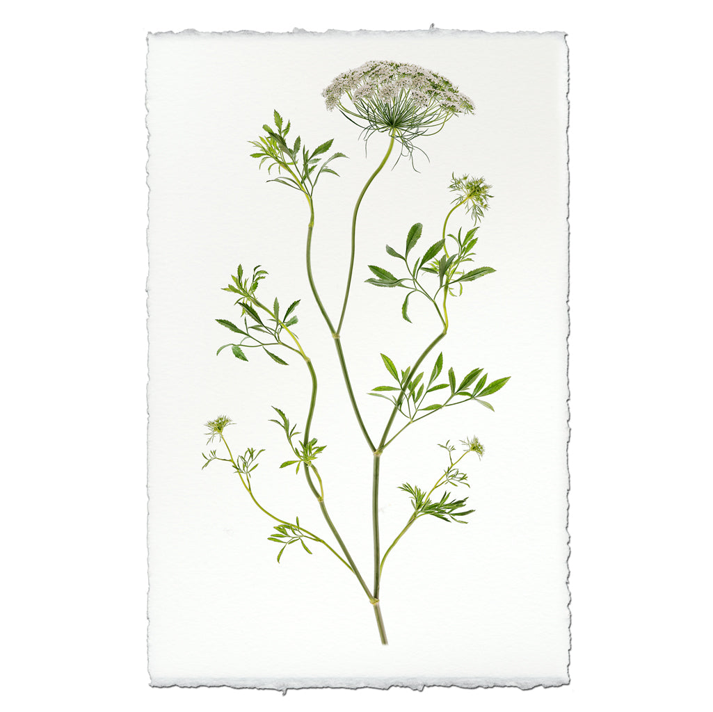 Queen Anne's Lace