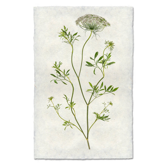 Queen Anne's Lace