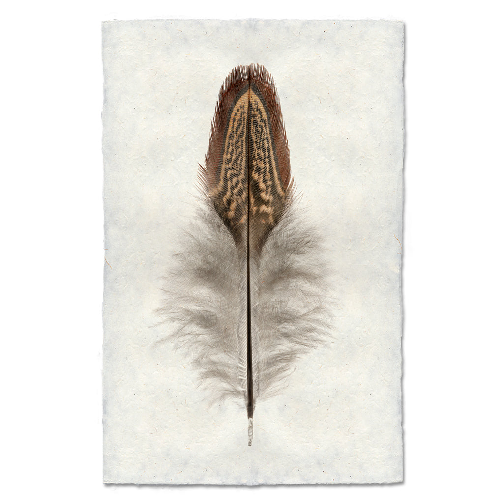 Ring Neck Pheasant