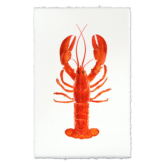 Maine Lobster (Red)