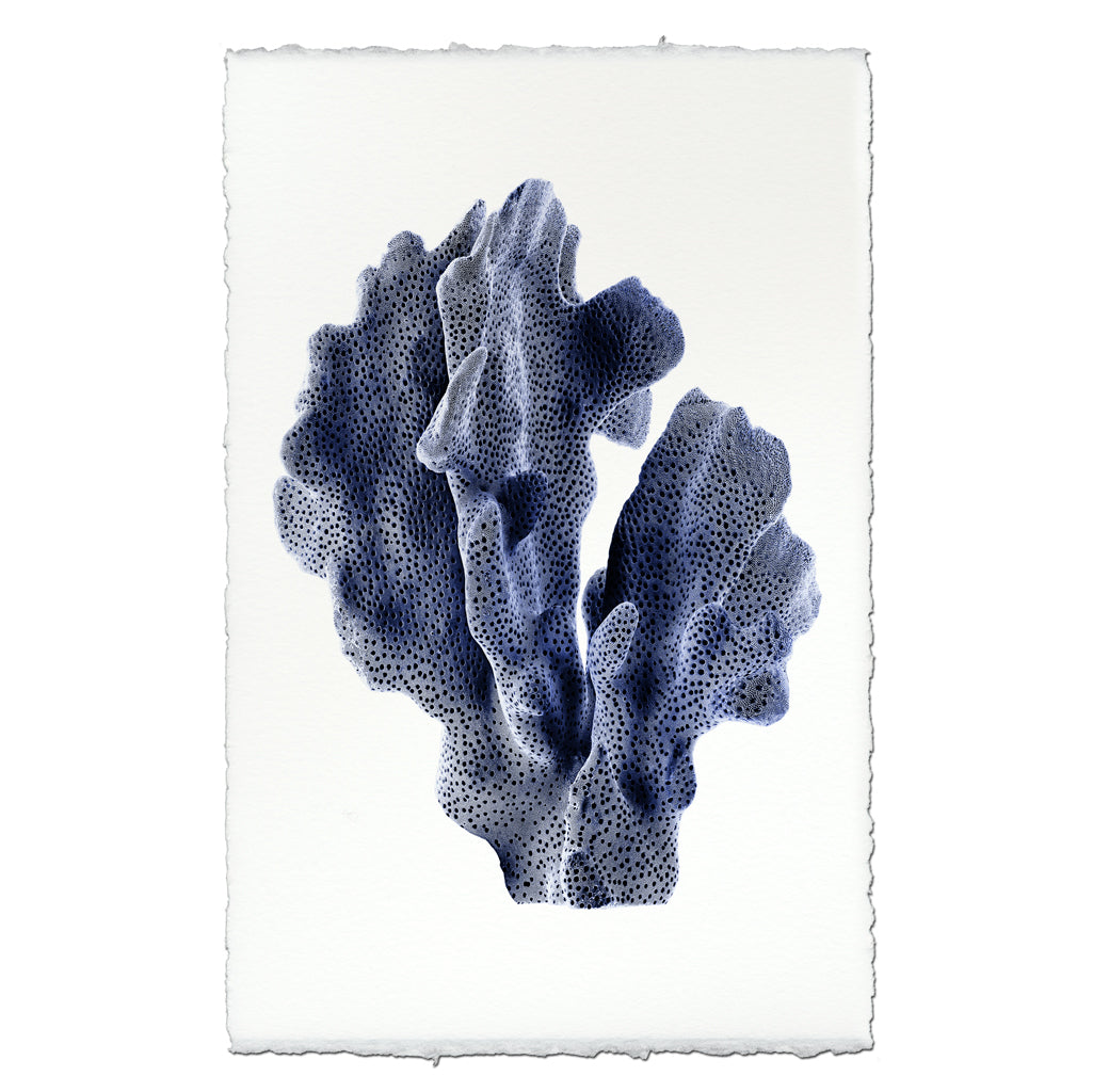 Ridge Coral #1