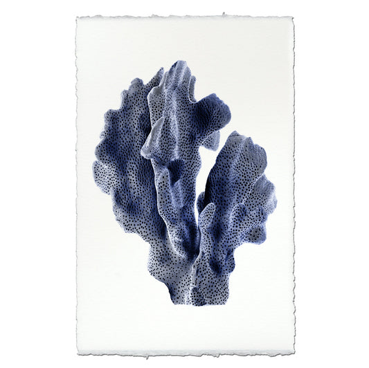 Ridge Coral #1