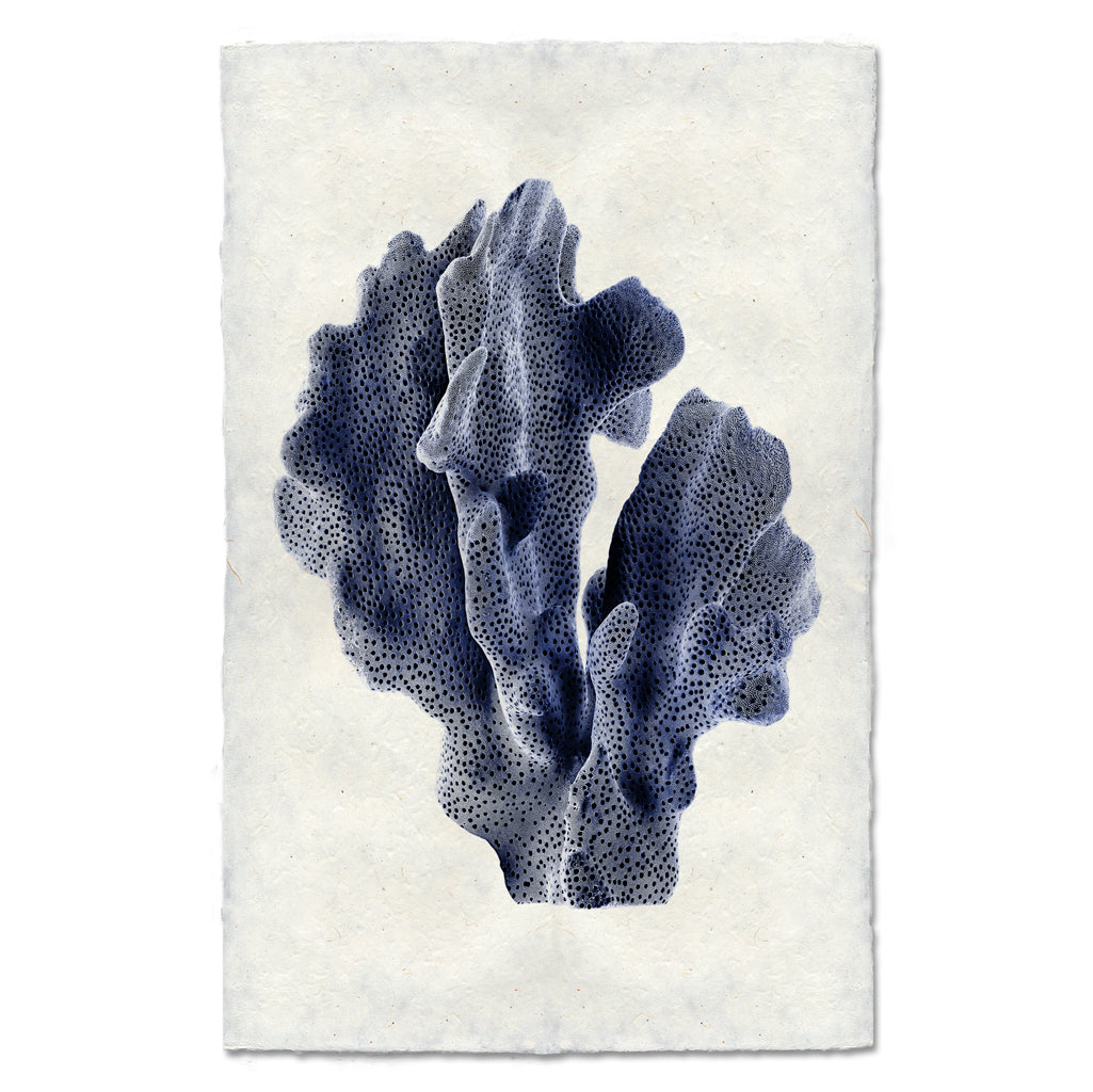 Ridge Coral #1