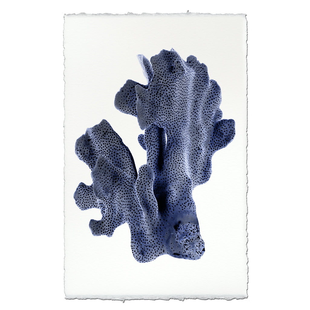 Ridge Coral #2