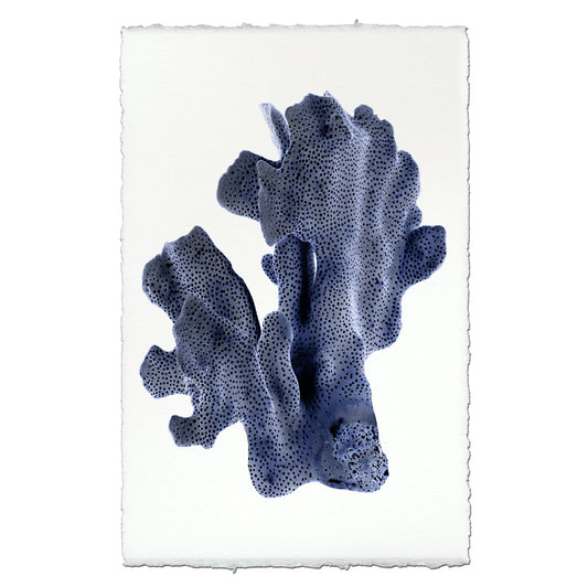 Ridge Coral #2