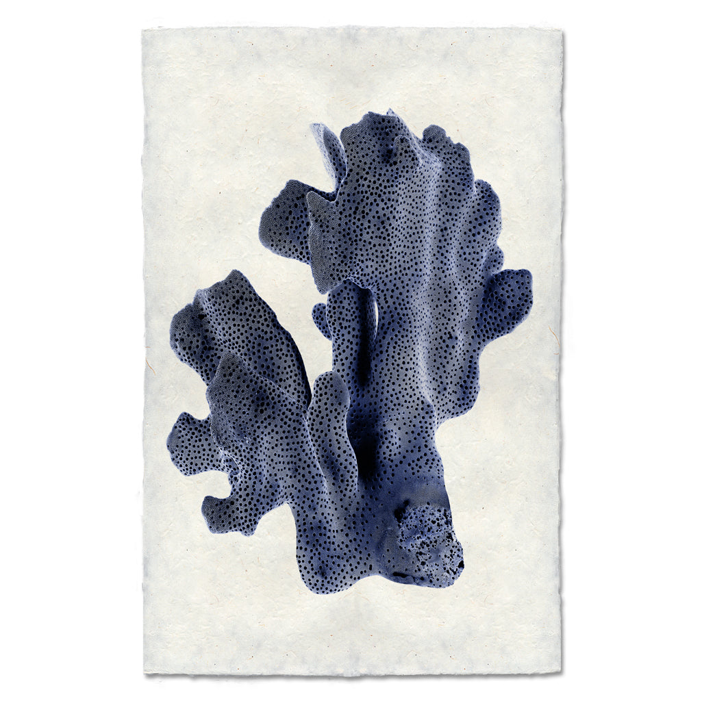 Ridge Coral #2